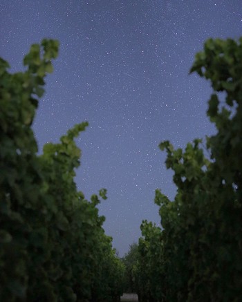 Wine Tasting